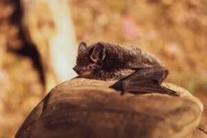 Bat resting on a rock in Spring TX, a common sign of bats in attic Spring TX problems nearby.
