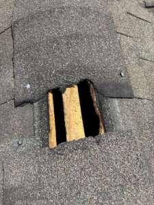 Raccoon damage on ridge vent shingles in Spring TX attic entry point.